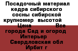 Посадочный материал кедра сибирского (сосны сибирской) крупномер, высотой 3-3.5  › Цена ­ 19 800 - Все города Сад и огород » Интерьер   . Свердловская обл.,Ирбит г.